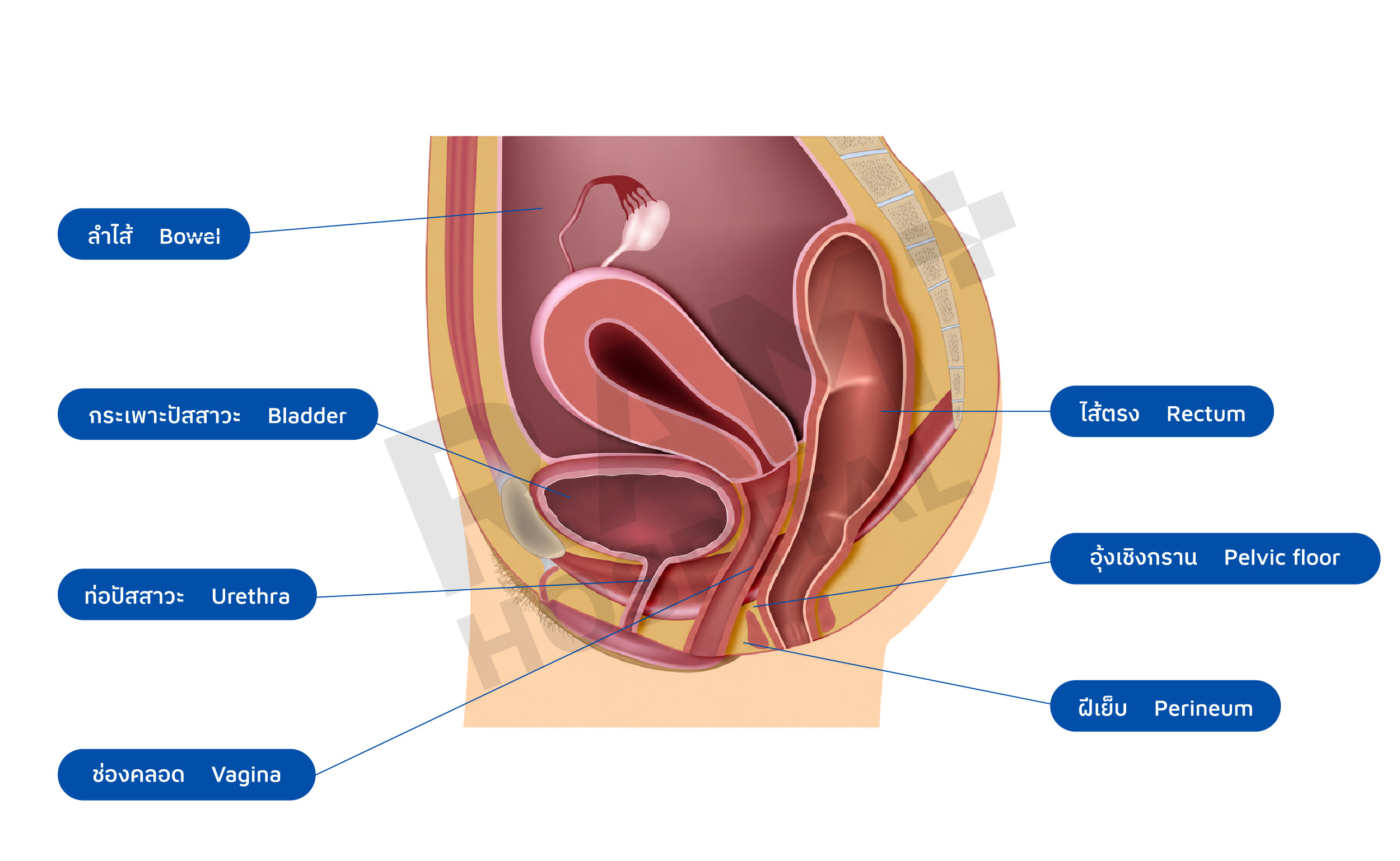 Chronic Pelvic Pain