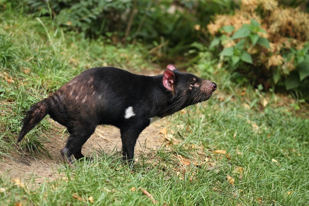 Leptospirosis