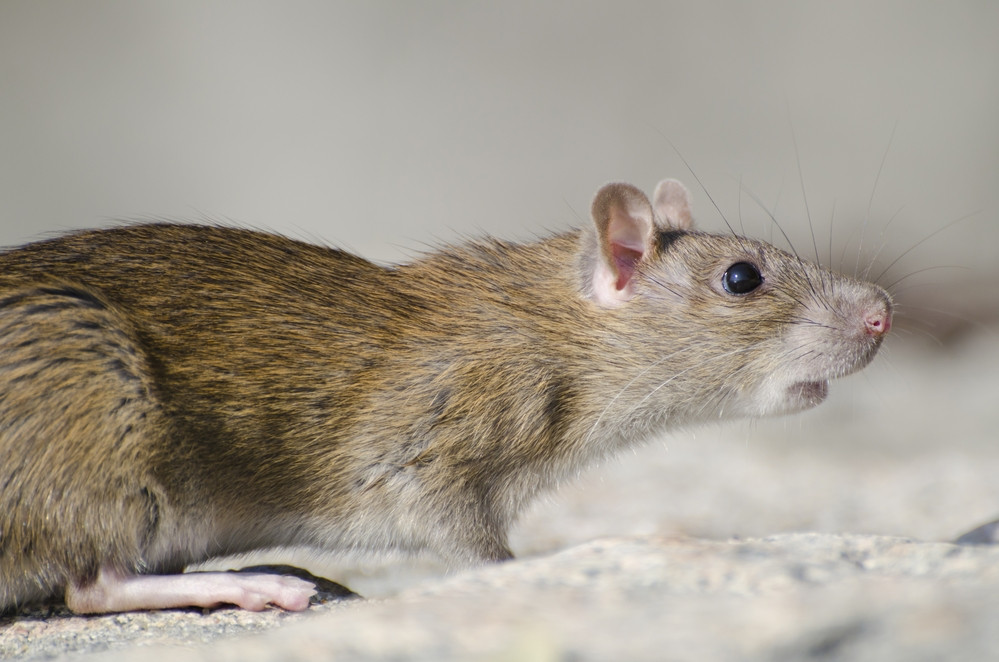Leptospirosis