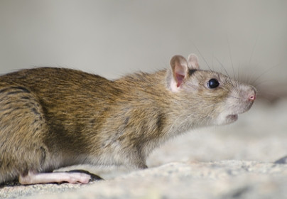 Hantavirus: An Outbreak Carried by Rats